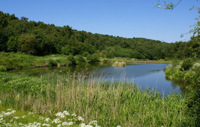 Kingfisher Pond
